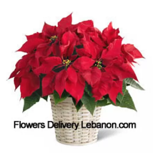 Un'allegra, colorata e duratura poinsettia in un cestino. (Si prega di notare che ci riserviamo il diritto di sostituire qualsiasi prodotto con un prodotto idoneo di pari valore in caso di mancanza di un certo prodotto)