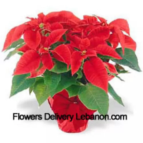 ¡Una tradición navideña en todo el mundo! Las poinsettias son una manera pensativa de decir 'Felices Fiestas' y añaden un toque duradero de color a cualquier decoración (Tenga en cuenta que nos reservamos el derecho de sustituir cualquier producto con un producto adecuado de igual valor en caso de no disponibilidad de cierto producto)