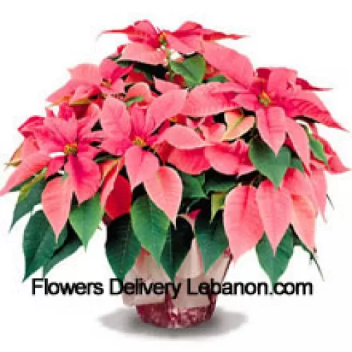 A long-lasting favorite for home or office, our top quality poinsettias are a great way to say 'Season's Greetings' with style (Please Note That We Reserve The Right To Substitute Any Product With A Suitable Product Of Equal Value In Case Of Non-Availability Of A Certain Product)