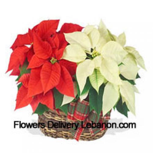 Beautiful Red and White Poinsettias in Basket